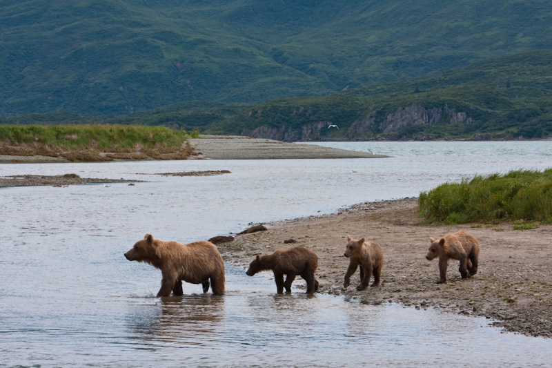 Grizzly Bear Sow And Cubs Crossing River